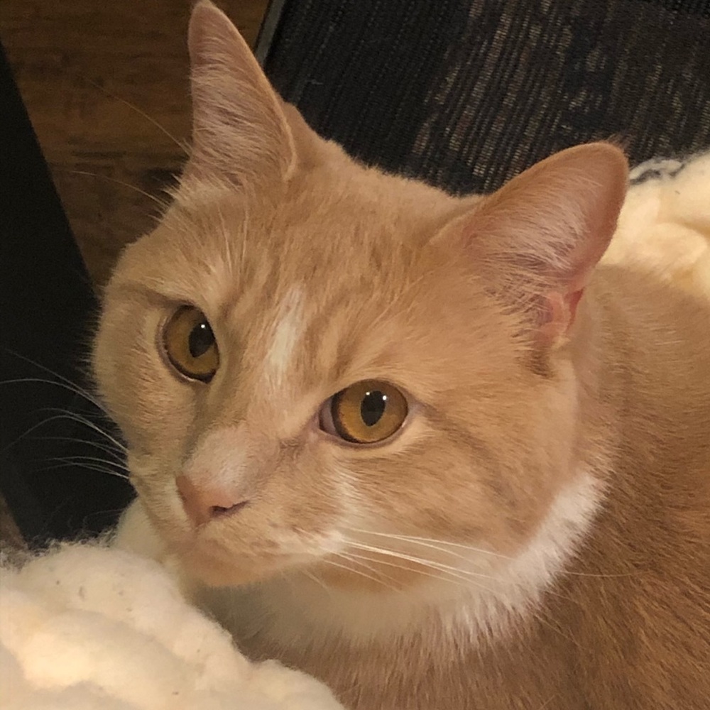 Meet your Posher, Ashley